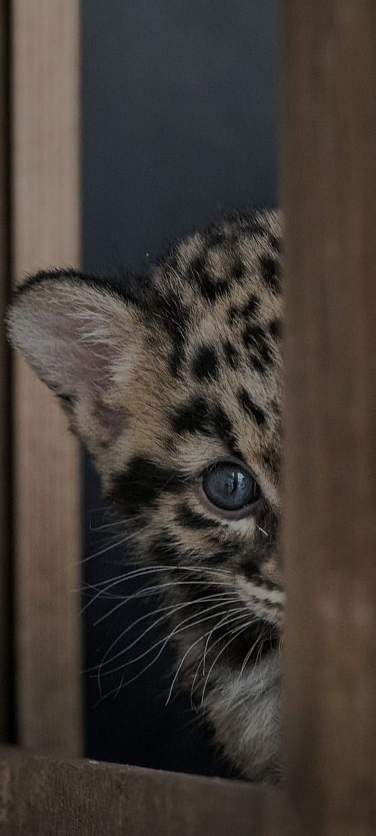 Profil de Annunziato